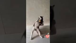 ELZiVet part8 TikTok trend Kids Trend #trend #dance #funny #fyp #kidsvideo #reels