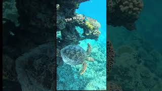 Sea Turtle: reef gliding