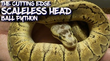 The Cutting Edge Scaleless Head Ball Python