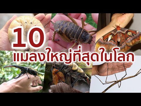 10 แมลงที่ใหญ่ที่สุดในโลก