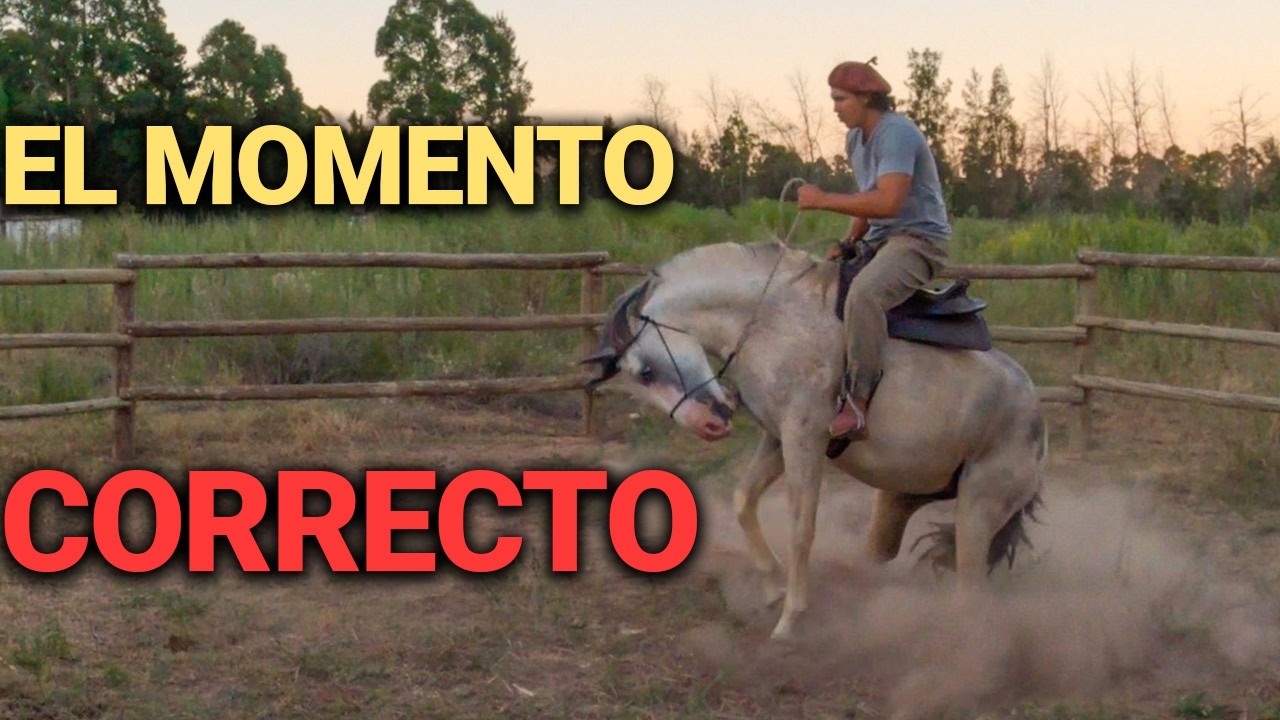 Como Saber el Siguiente Paso y Cuando Darlo - Amansando Caballos, Domando el Cuerpo