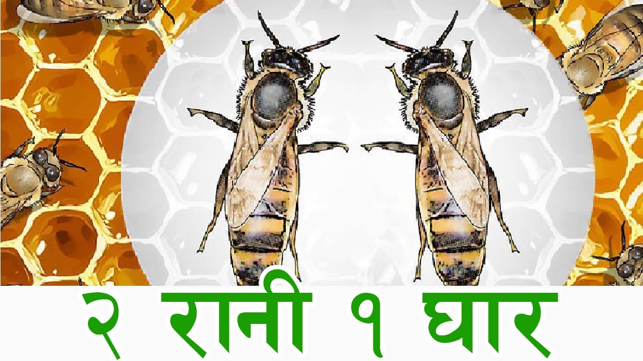 २ रानी मौरी एउटै घारमा पाल्ने प्रविधि || मनकामना मौरी पालन श्रोत केन्द्र ||