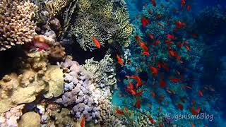 Snorkeling in Ras Muhammad National Park, Sharm el-Sheikh