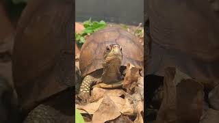 This is why my phone storage is ALWAYS full 🫠 #reptilekeeper #animalvideos #funnyanimalvideos