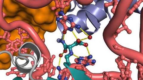 Architecture of the U6-Prp24 Crystal Structure