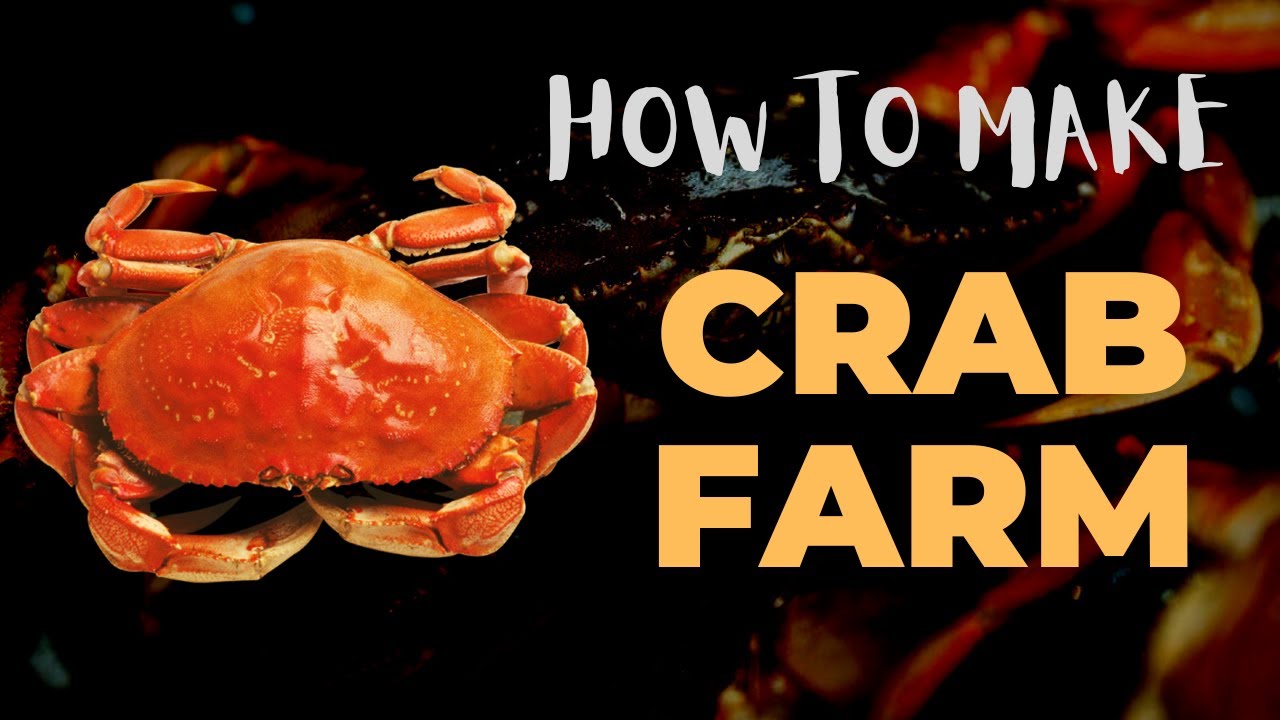 How To Make Crab Farm YouTube