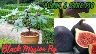 How to plant and care Fig |  🌳 Black Mission Fig Tree 🌳  // Lovely Garden