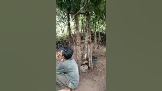 Tradisi Memikat / Menangkap Burung Keramat Kampar Bisa Di sebut juga Burung KUARAN.28 November 2020