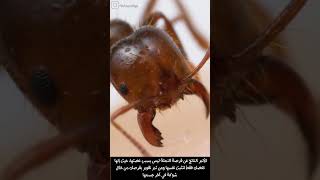 ماهو السبب الناجم عن قرصة النملة!! 🐜  #حكيمولوجي