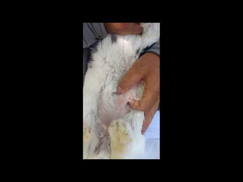 მებოცვრეობა საგარეჯოში - მასტიტის ოპერაცია