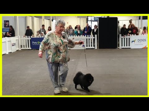 2022 Melbourne Royal Show - German Spitz (Klein)