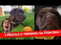 4 PRAVILA U TRENINGU SA ŠTENCIMA | MN obuka pasa & edukacija vlasnika