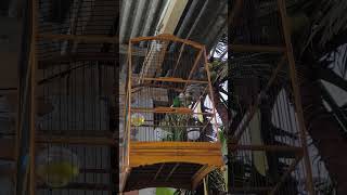 CUNGKOK nembak tajam flamboyan