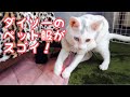 【猫の服】子猫と防寒着。ダイソーのペット服がスゴイ。