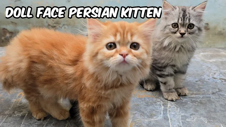 Video 6527031: calico persian cat, persian kitten doll face, pet farms, white male cat