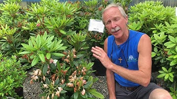 Pruning Spring Flowering Shrubs