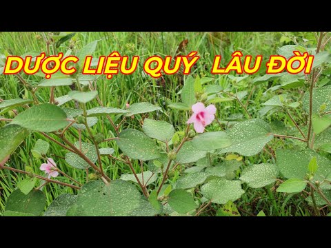 Video KÉ HOA ĐÀO- LOÀI CÂY MỌC DẠI TỐT NHƯ VẬY ,ĐỪNG BỎ QUA . - youtube