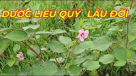 KÉ HOA ĐÀO- LOÀI CÂY MỌC DẠI TỐT NHƯ VẬY ,ĐỪNG BỎ QUA .