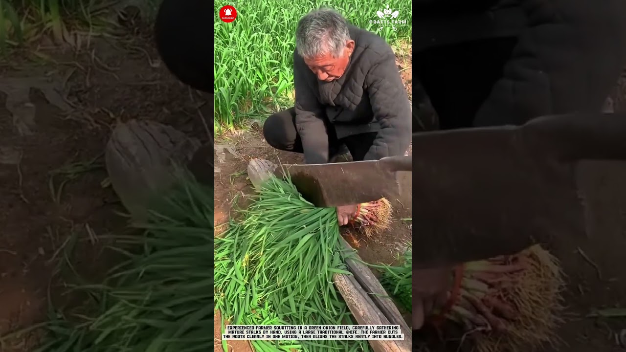 Ручная уборка зеленого лука: традиционная нарезка и связывание в пучки в поле.