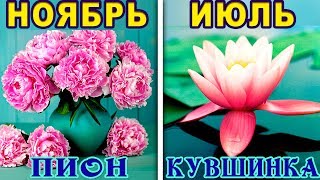 КАКОЙ ТЫ ЦВЕТОК ПО ДАТЕ РОЖДЕНИЯ. Цветочный Гороскоп. Какой ты Цветок по Знаку Зодиака