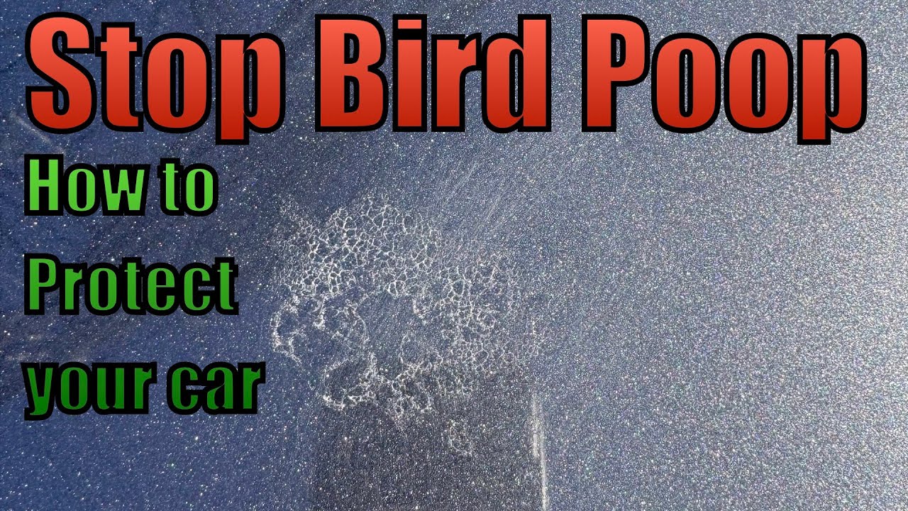 How To Remove Bird Poop Etchings From Your Car. - YouTube
