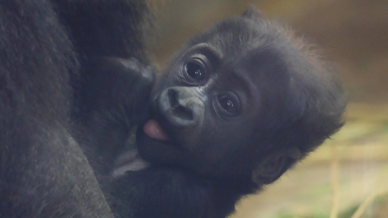守る母、ちょっかい兄、見守るパパ｜京都市動物園｜撮影日2026.2.20｜【きょうのゴリラ】