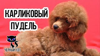 ✔ Карликовый пудель -  восхитительно смышлёный пёс!