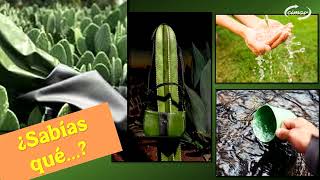 The Nopal more than a food