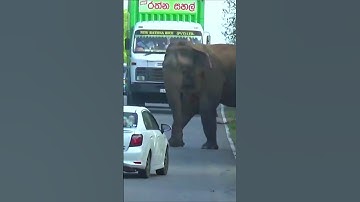 Wild Elephant Road Assaults #short #shortvideo #elephant #elephantattack