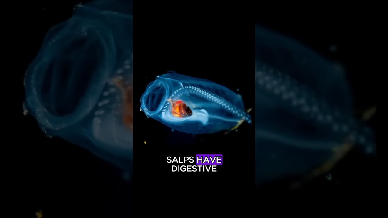 This Transparent Creature Isn’t What You Think🐟                     