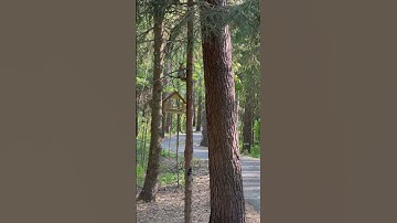 Squirrels in the forest #Squirrels  #relax #nature