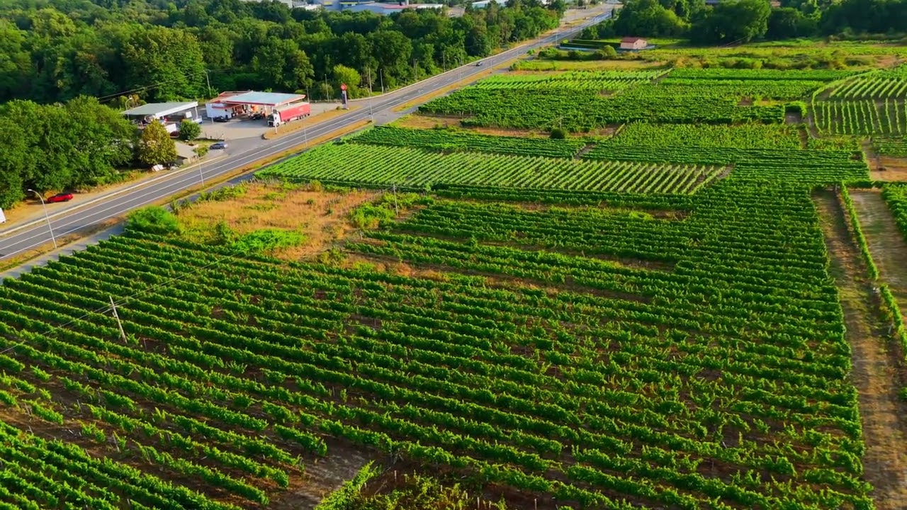Viñedos del Ribeiro - Galicia, España