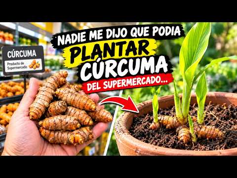 Nobody Told Me I Could Plant Turmeric from the Supermarket… || La Huertina De Toni