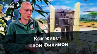 Его ждали 30 лет. Как слон Филимон обжился в Казанском зоопарке?