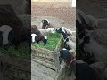 اغنام بلدي شاهد كيف تأكل البرسيم بشراهة