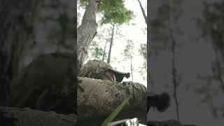 Hen clucking… listen for the gobble at the end