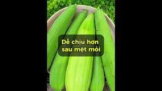 7 Lợi ích ít người biết của trái mướp