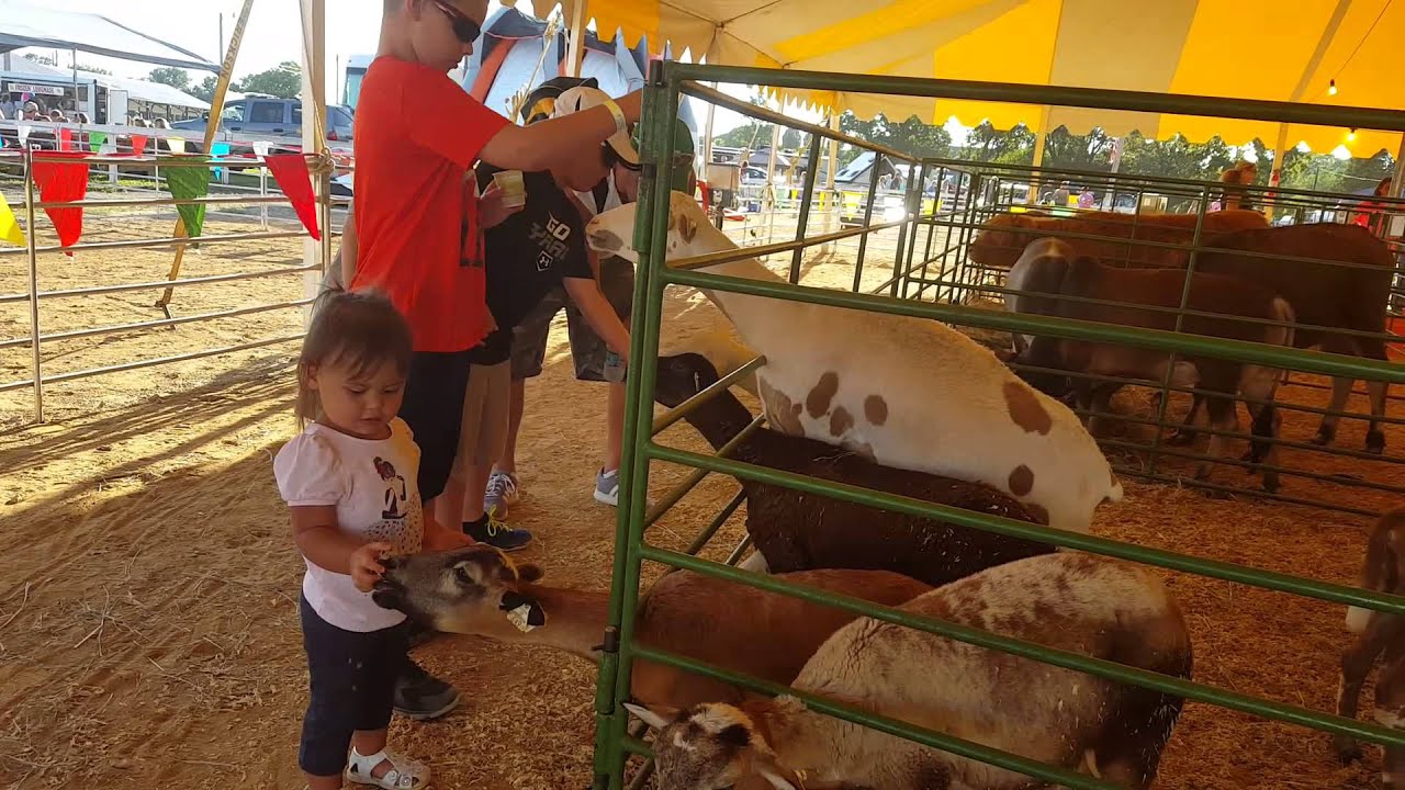 Kara at Greene County Fair petting zoo YouTube