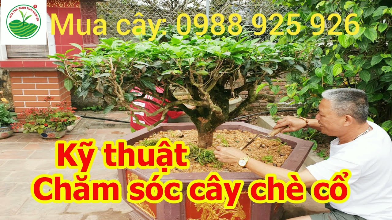 Cây chè xanh Thái Nguyên - Trà Thái Nguyên từ cây chè xanh đặc sản ngon nhất