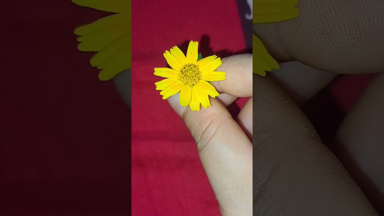 road side flower how beautiful ❤️❤️