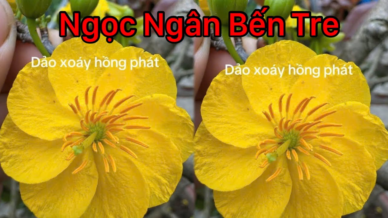 Dảo  xoáy Hồng Phát hoa to bự rất đỉnh | 0386569374 - Ngọc Ngân Bến Tre | Chuyên cây độc lạ