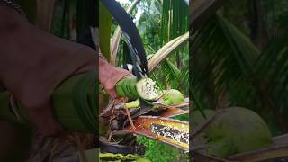 Coconut wine making from cutting Coconut flower 🌺🍷🌴 #wine #coconuttree #coconutsap #organicwine