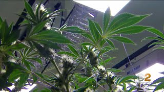 Connecticut DCP announces start of adult-use cannabis market