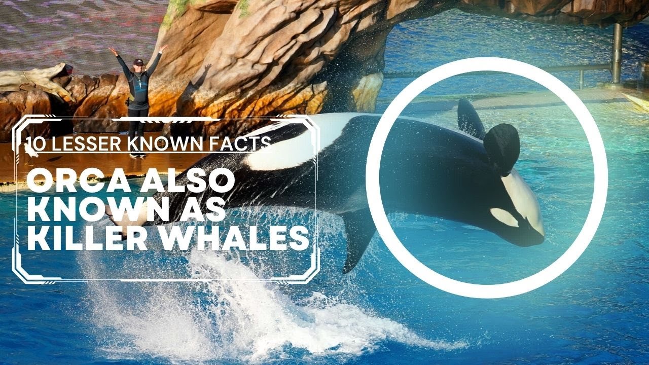 Orca Odyssey: Embarking on a Journey to Unveil the Secrets of Killer ...