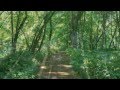 【癒し・ヒーリングBGM】自然の森の中で深呼吸しながら散歩を楽しむ気分で心を落ち着かせるリラックスピアノ曲集(30分)