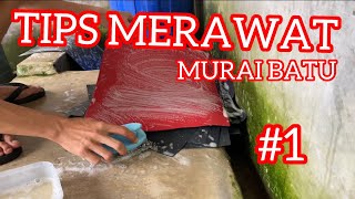 TIPS #1 DASAR MERAWAT MURAI BATU | UTJ SEKOLAH MURAI BATU