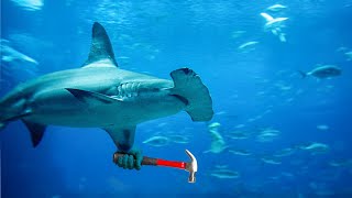 Unveiling the Mysteries of Hammerhead Sharks: 10 Fascinating Facts You Need to Know! #shark
