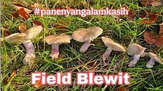 Field Blewit Mushroom - Panen Jamur Terakhir di Penghujung Musim Jamur 🇬🇧 01/11/25