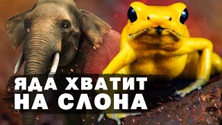 Её яда хватит на СЛОНА! | Самые опасные животные Амазонки