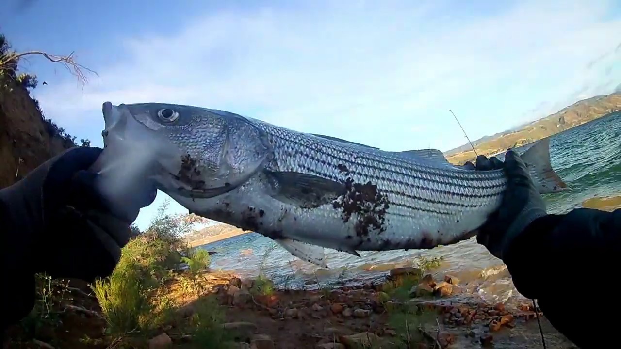 Fishing for Striped Bass - CASTAIC LAKE
